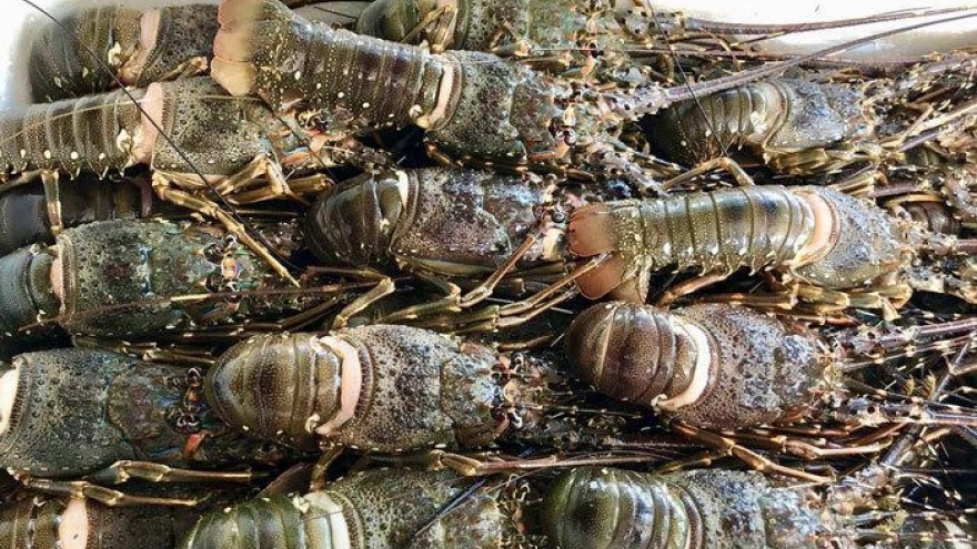 Lobster exports to China enjoy three-digit growth