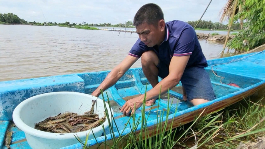 Về Hậu Giang thăm mô hình nuôi tôm “thuận thiên”