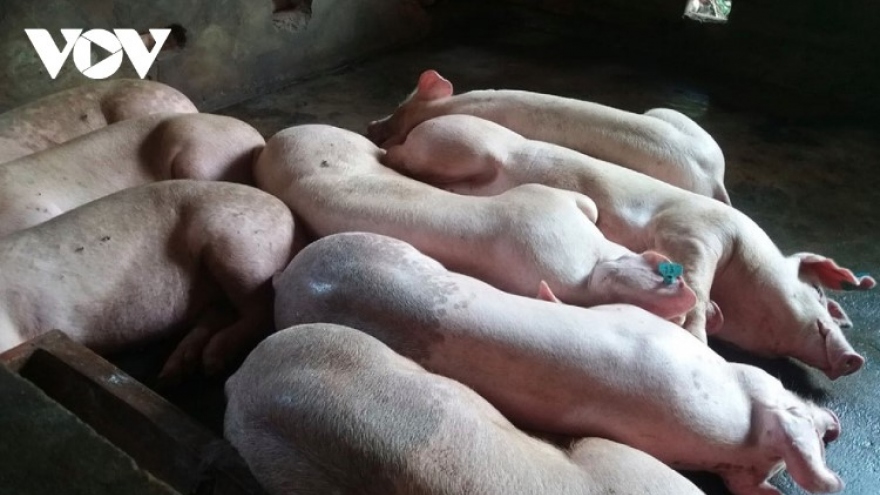 African swine fever wreaks havoc in Da Nang