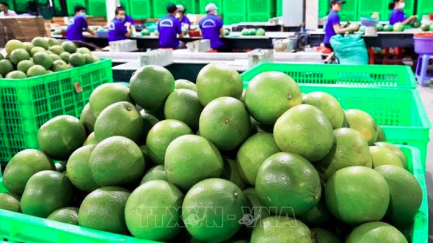 Vietnam’s fresh pomelo licensed to export to RoK