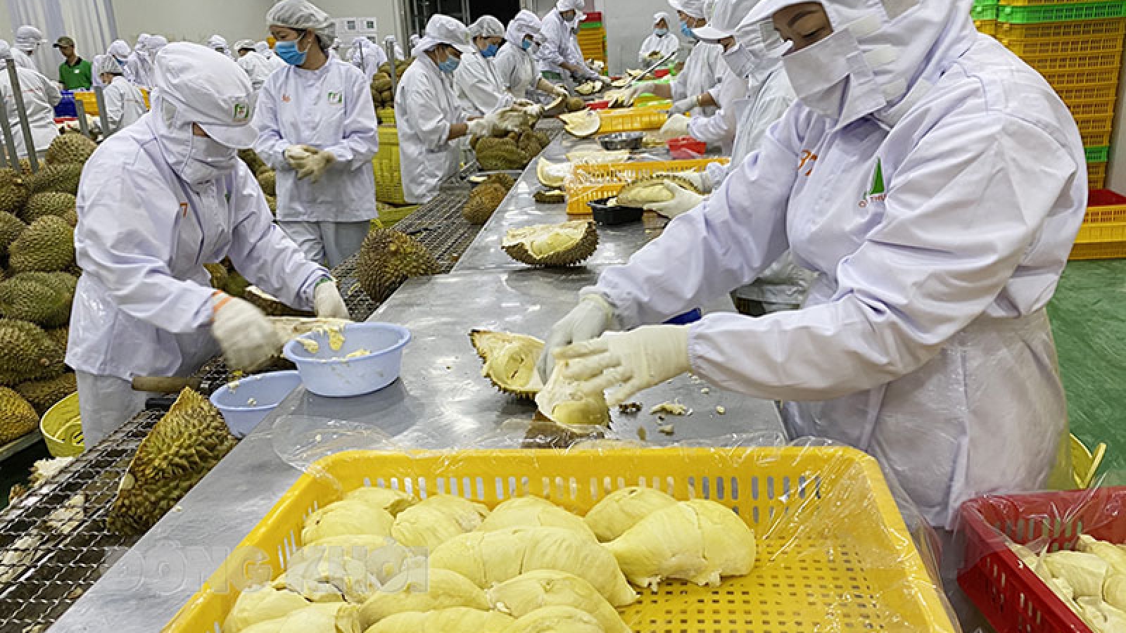 China officially imports Vietnamese frozen durian and fresh coconut