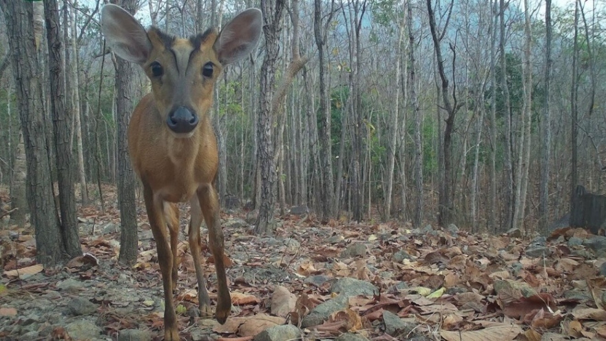 Some species of rare animals in protective forest captured through camera traps