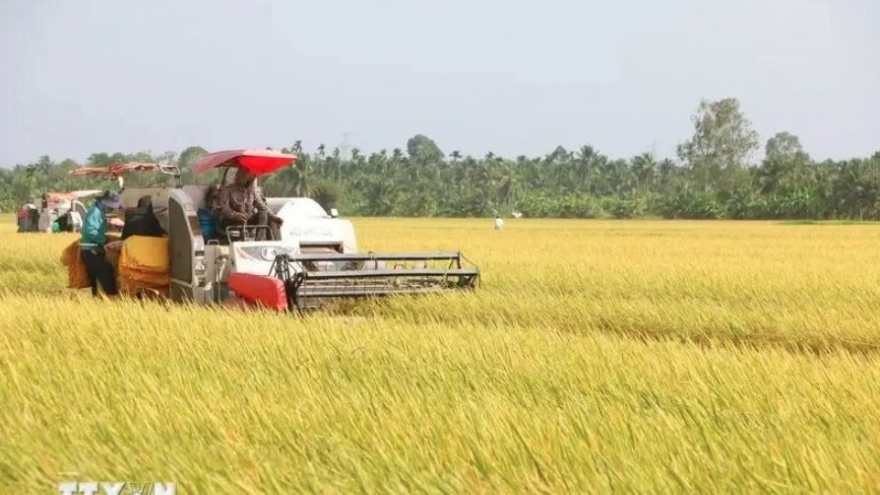 Vietnam's rice export prices now highest worldwide