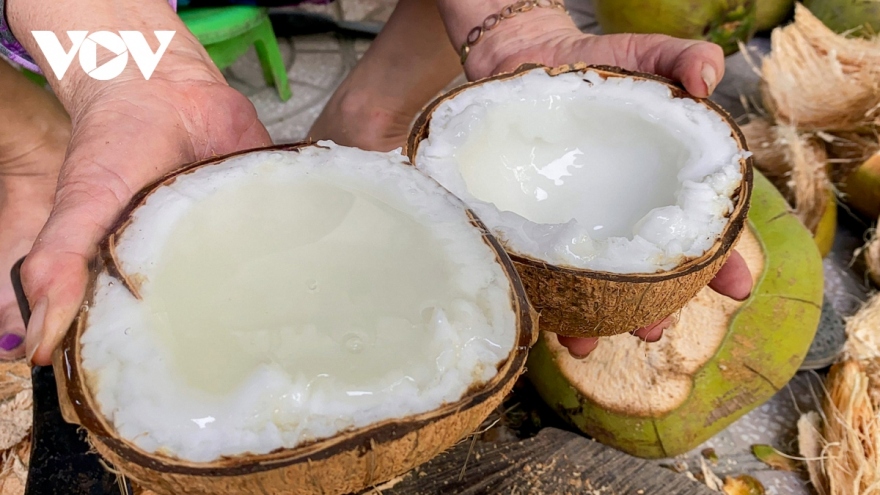 Tra Vinh to host first wax coconut tree festival