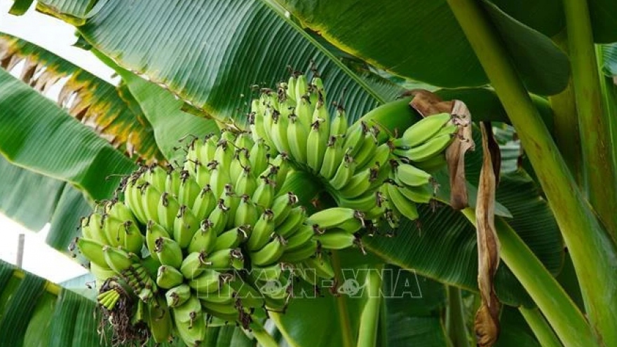 Hi-tech banana farming bears fruit in rural district of Binh Duong