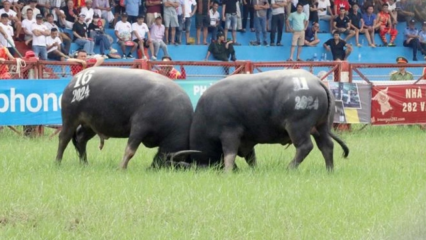 2024 Do Son buffalo fighting festival held