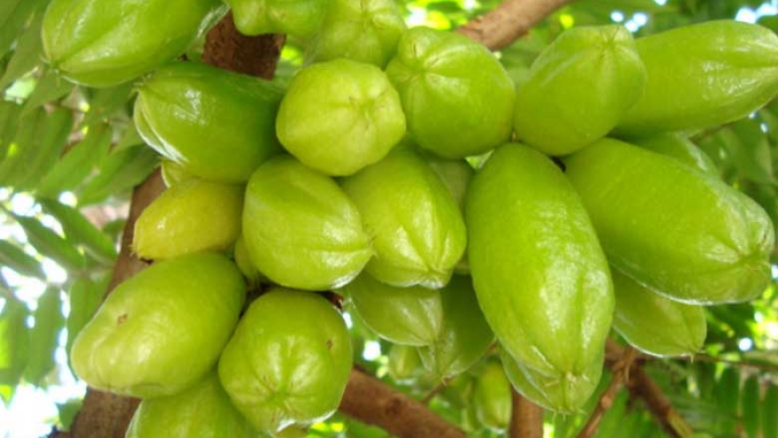 Loại quả chua nhất Việt Nam, ăn vào bổ xương ổn định huyết áp