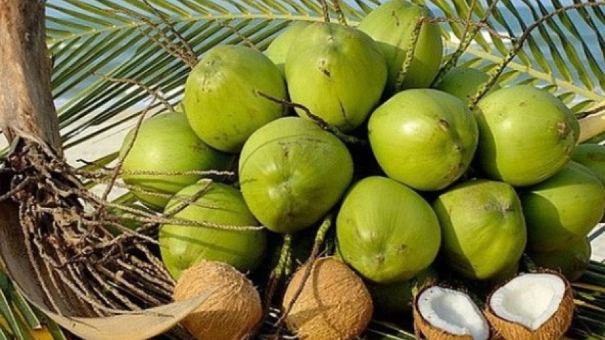 Vietnam's coconut exports to rise remarkably thanks to shipments to China