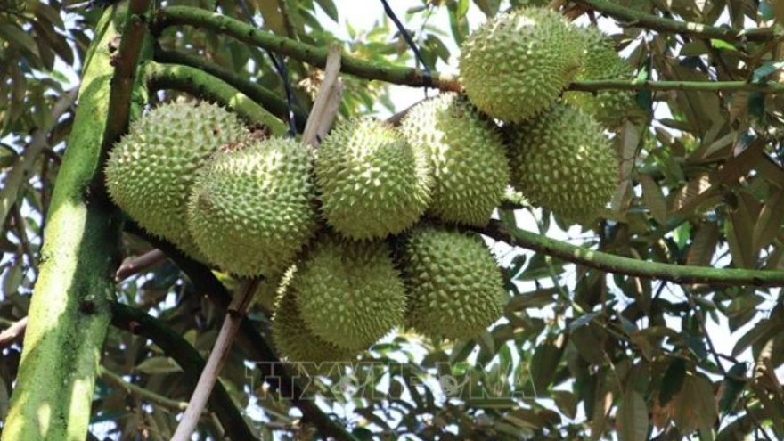 Vietnam's durian dominates fruit exports, outpacing dragon fruit