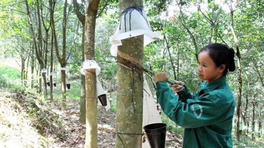 Vietnam's rubber exports reach US$1.7 billion in eight months