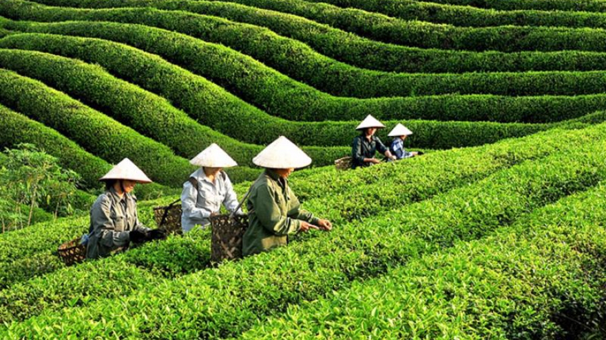 Vietnam grosses over US$162 million from tea exports