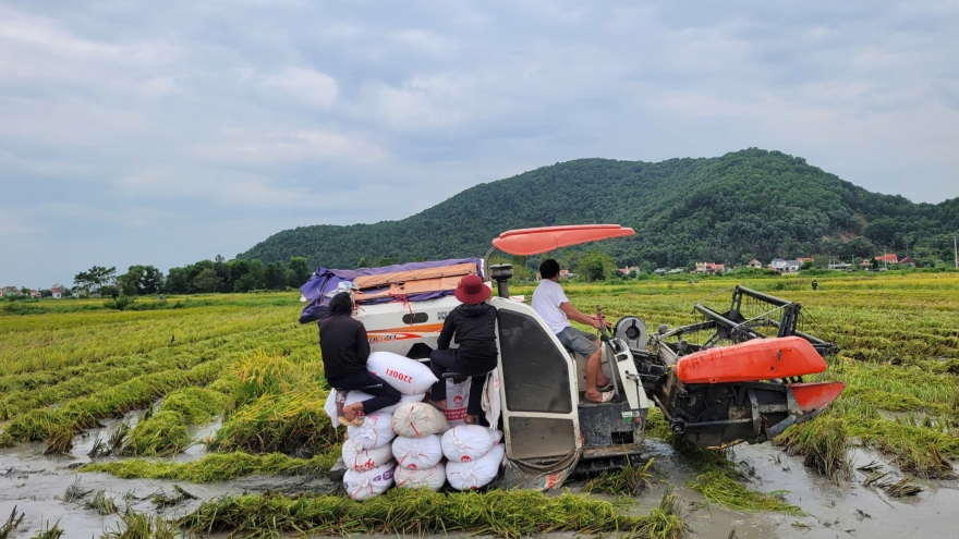 Người dân Thanh Hóa “chạy đua” gặt lúa trước khi bão số 3 đổ bộ