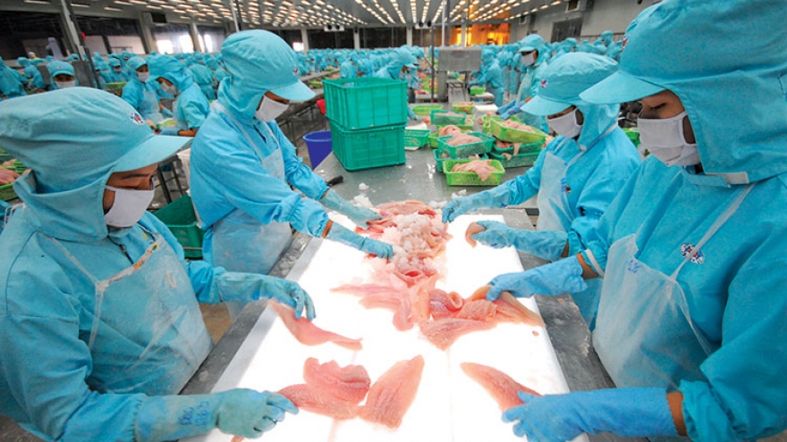 Pangasius exports skyrocket, likely to fulfill US$2 billion export target