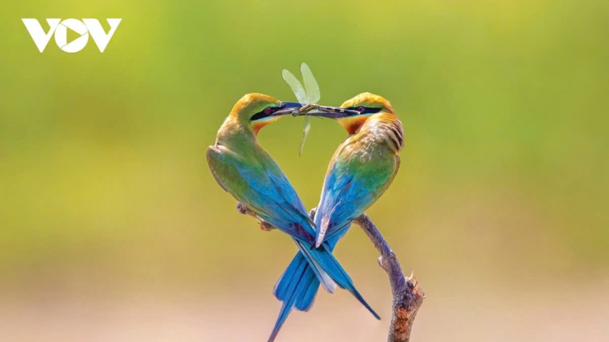 Vietnamese rare bird and animal species in photos