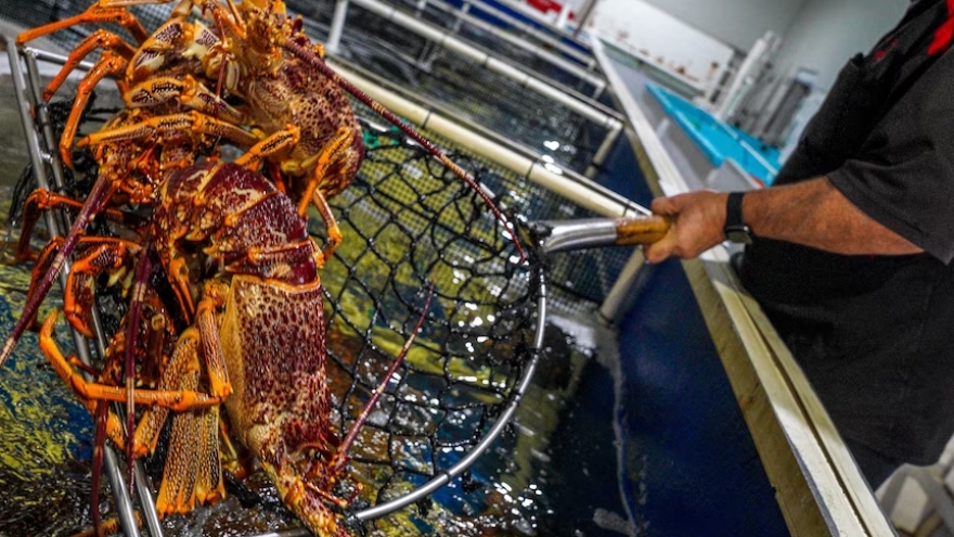 Trung Quốc gỡ bỏ rào cản thương mại với tôm hùm Australia