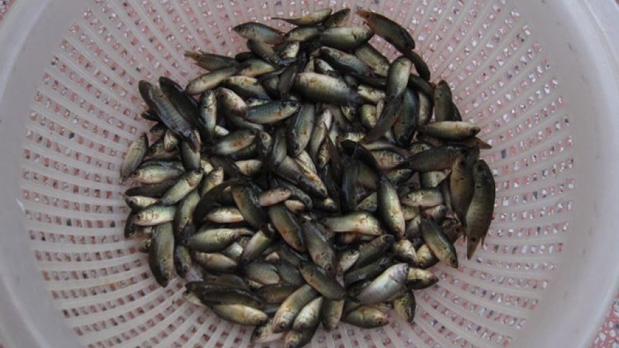 Loại cá bé tẹo, rẻ tiền nhưng không phải muốn là mua được