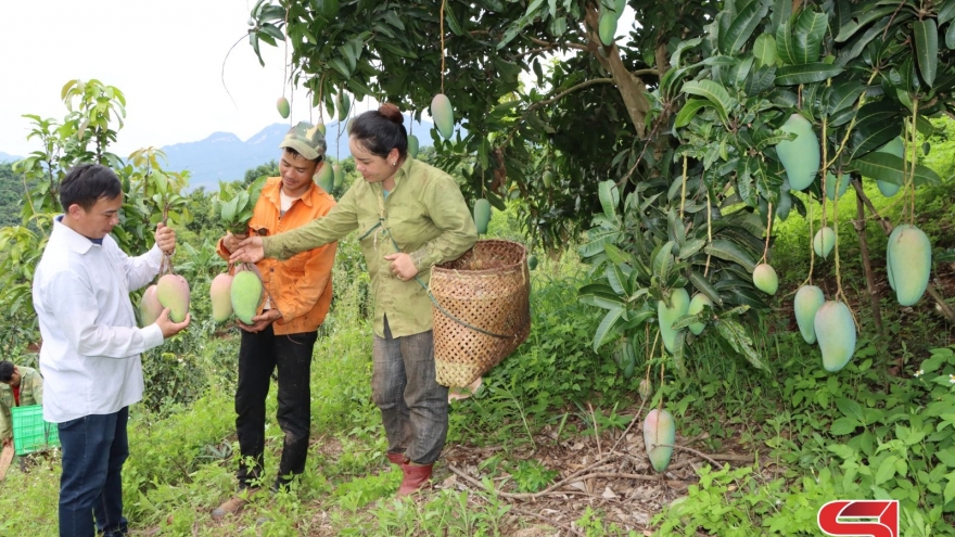 Phát huy vai trò nòng cốt thúc đẩy kinh tế tập thể phát triển