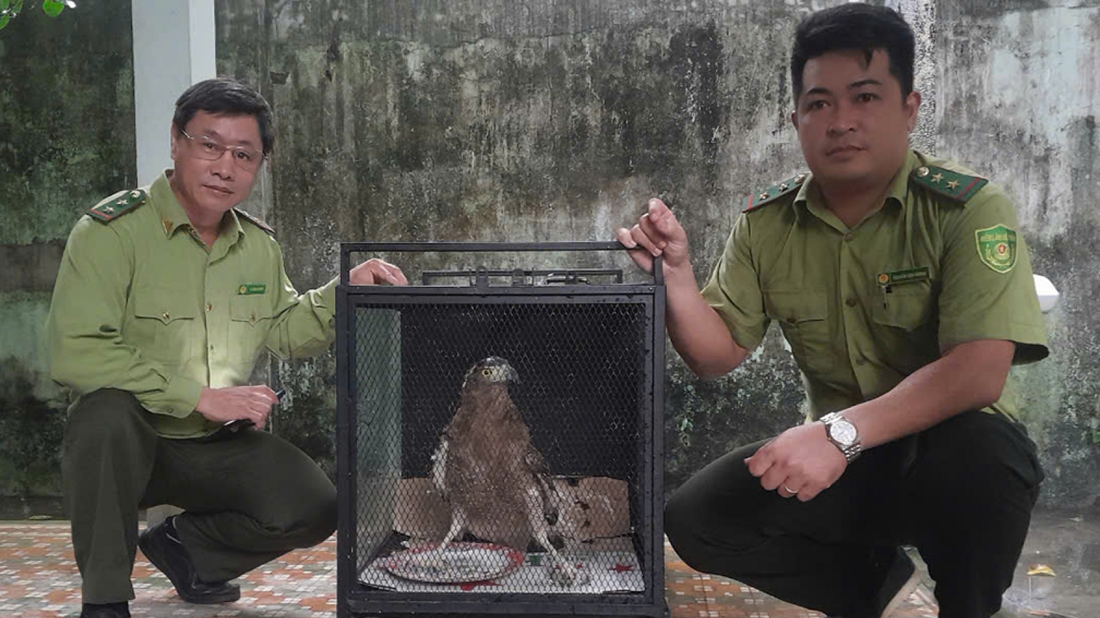 Bàn giao 3 cá thể động vật hoang dã quý hiếm cho kiểm lâm chăm sóc