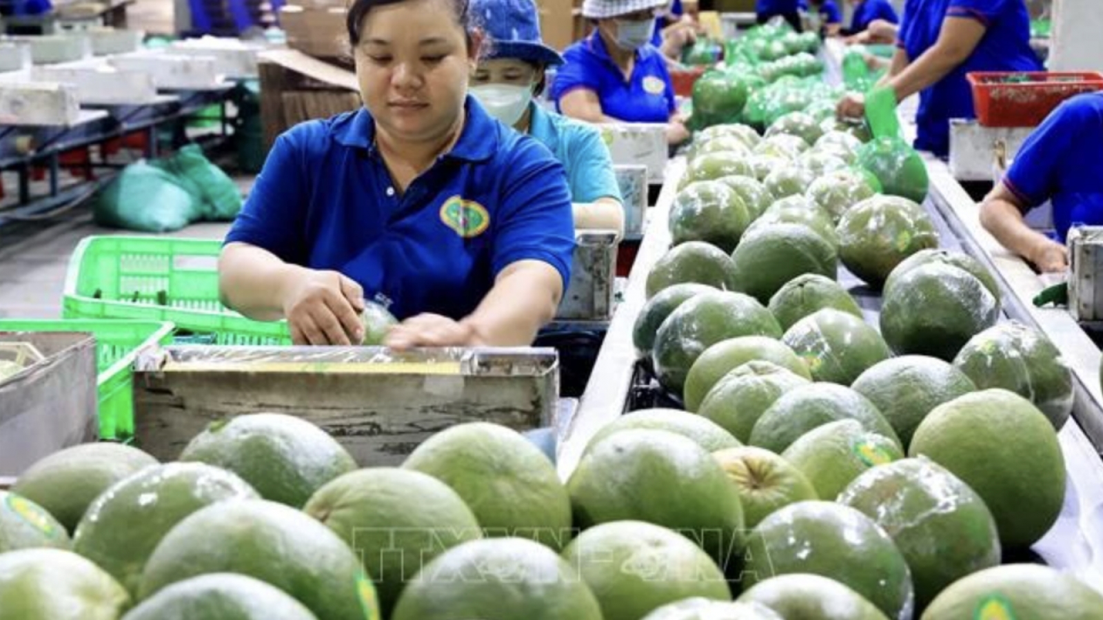 Standardising fruit quality can open up new markets for Vietnam: Insiders