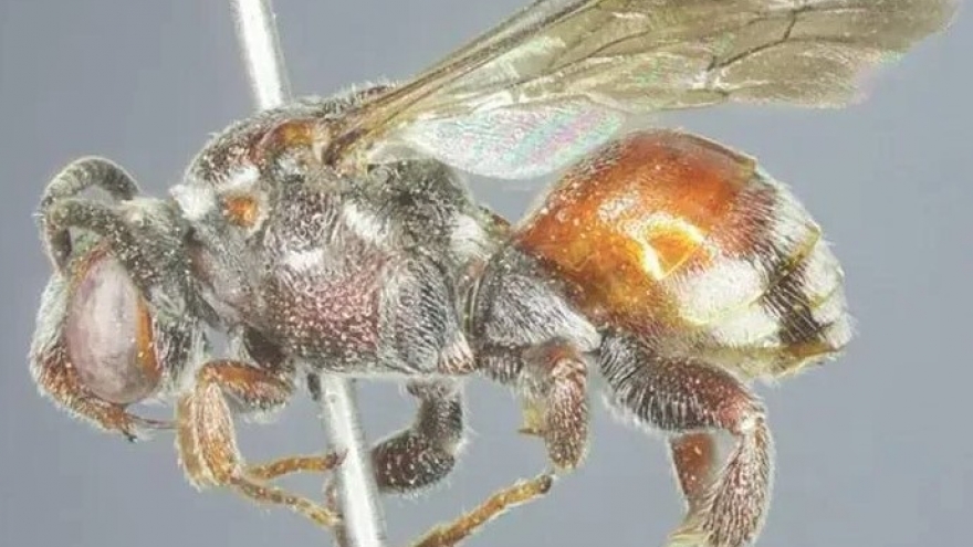 New bee species discovered in Ha Tinh province