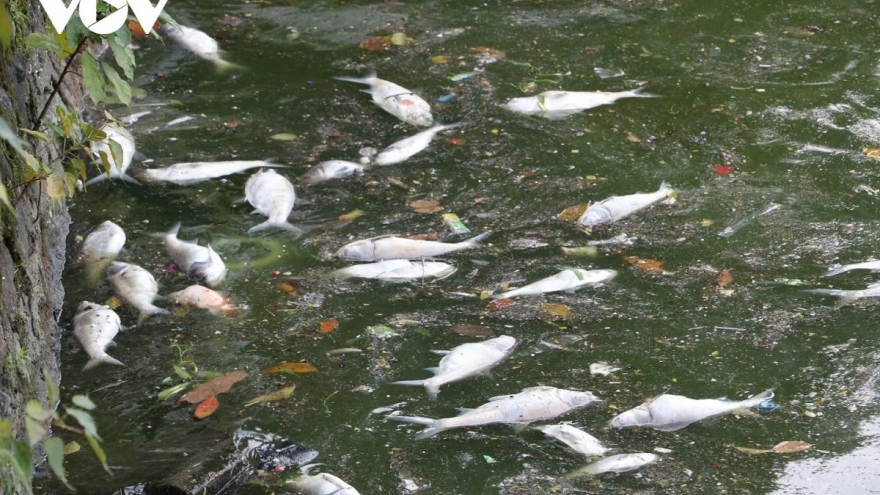 Muốn cá hồ Tây sống, nước phải sạch