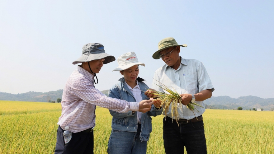 Đắk Lắk trồng 500 ha lúa giảm phát thải trong vụ Đông Xuân 2024-2025