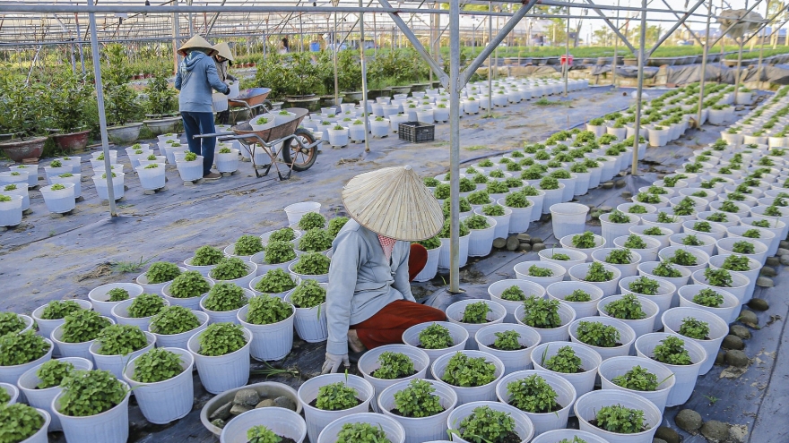 Da Nang village prepares for Tet flower season
