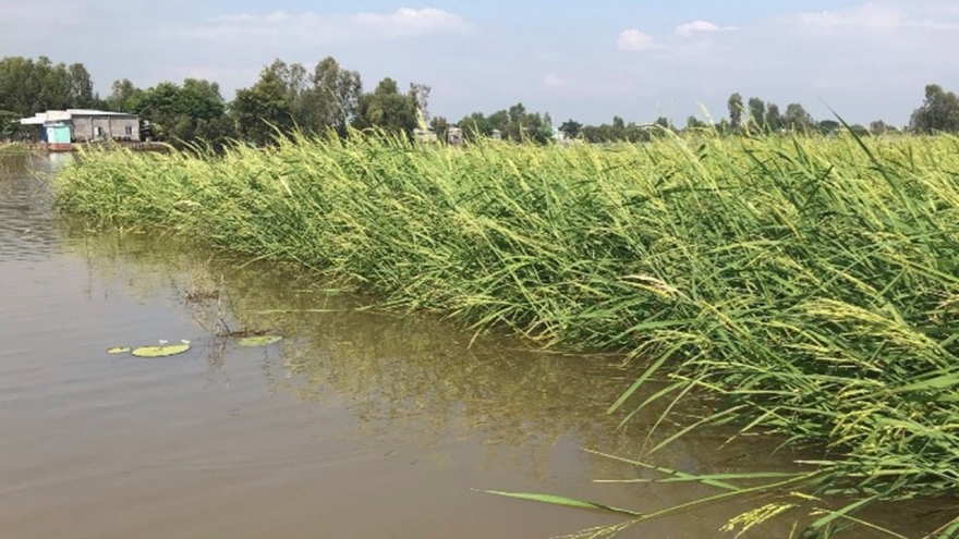 Hồi sinh lúa mùa nổi