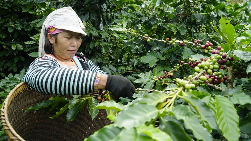 Phụ nữ Điện Biên khẳng định vị thế, tiên phong trong phát triển kinh tế