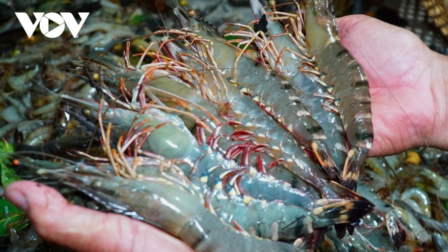 Vietnam’s shrimp export earnings rise slightly over nine-month period