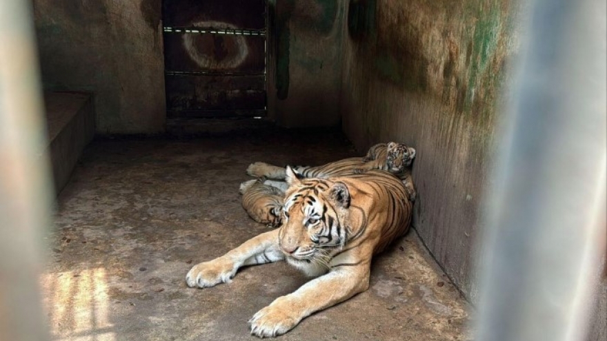 Over 40 tigers died suspected of being infected with A/H5N1 flu