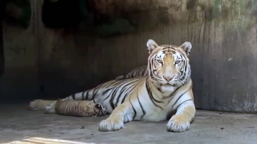 47 tigers dead in Dong Nai and Long An due to bird flu