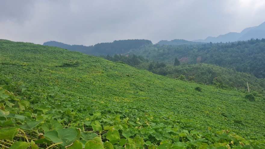 Nông nghiệp quy mô lớn - đánh thức vùng cao Yên Bái