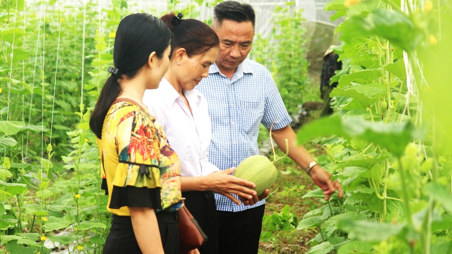 Thành công đưa mô hình nông nghiệp công nghệ cao vào vùng đất trũng, phèn