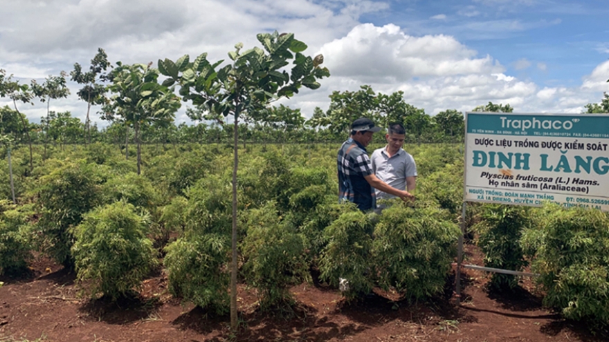 Cây dược liệu - hướng phát triển kinh tế mới tại tỉnh Gia Lai