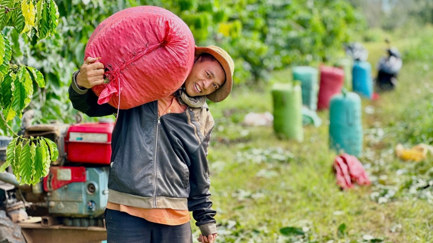 Đắk Lắk cần tháo gỡ điểm nghẽn về tổ chức sản xuất để phát triển cà phê bền vững