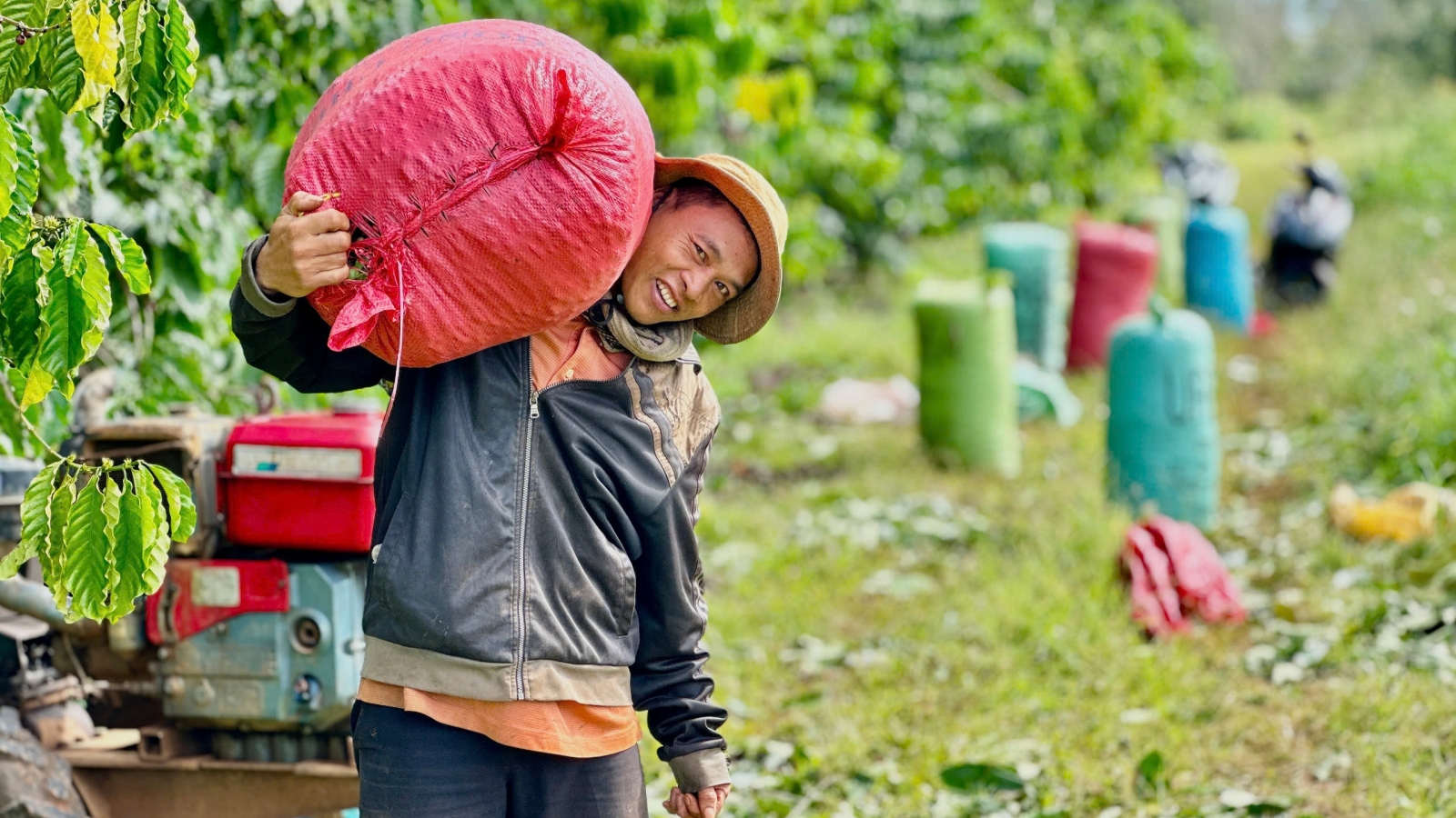 Đắk Lắk cần tháo gỡ điểm nghẽn về tổ chức sản xuất để phát triển cà phê bền vững