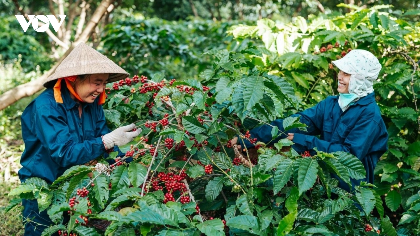 Giá cà phê hôm nay 29/11: Cà phê trong nước tăng 4.000 đồng/kg