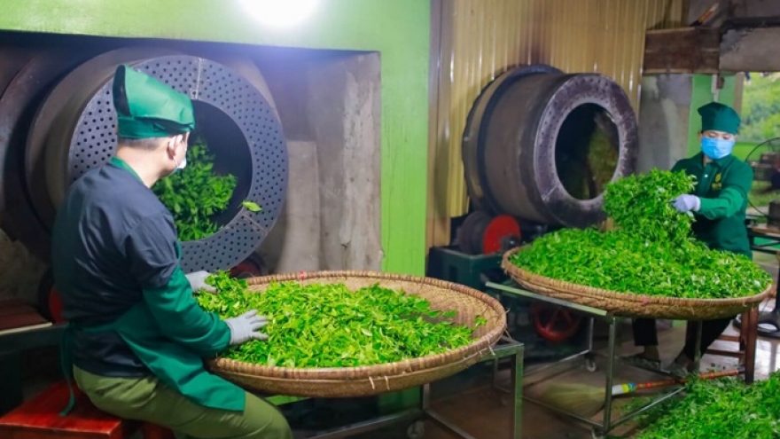 “Vàng xanh” của Việt Nam giá bán rẻ nhất thế giới