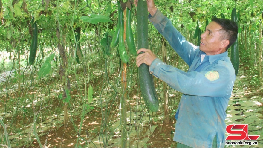 Thu nhập cao từ sản xuất rau, quả an toàn