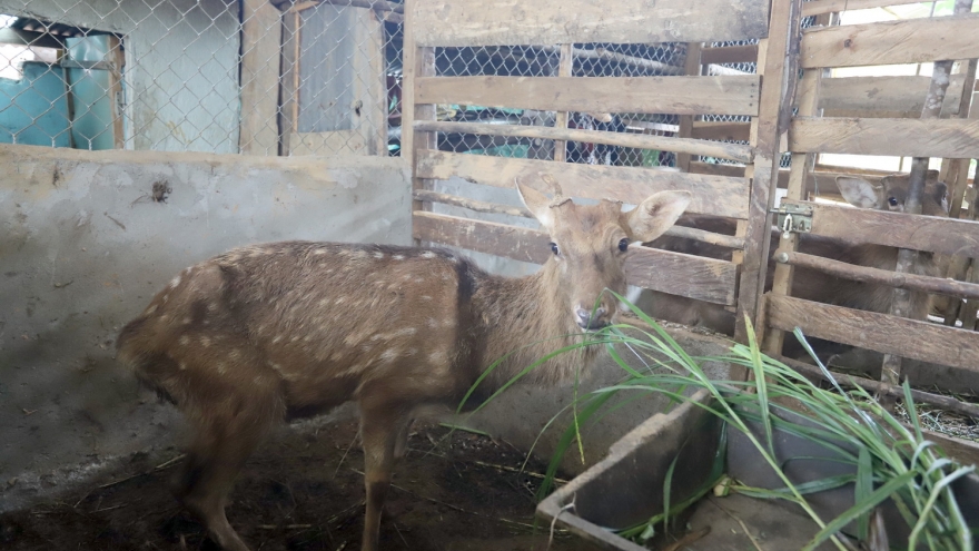 Nuôi hươu sao lấy nhung, hướng thoát nghèo mới tại miền núi Quảng Nam