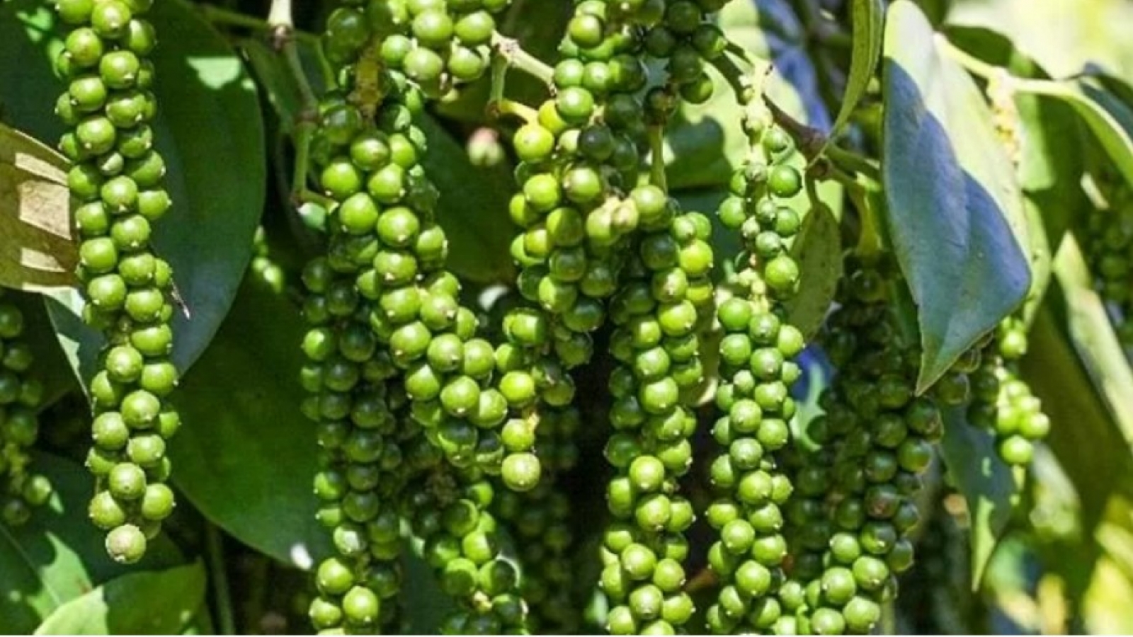 10-month pepper export turnover surges by 48% year on year
