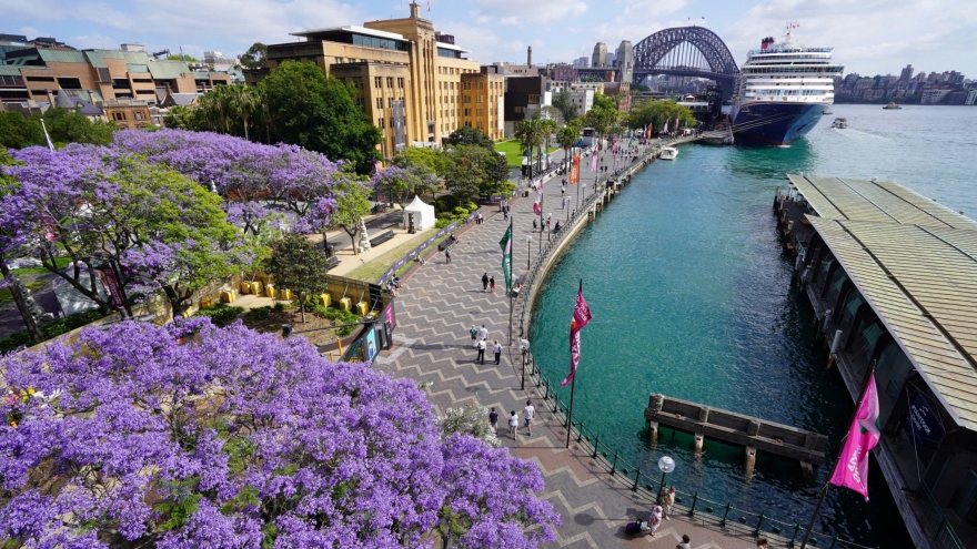 Sắc hoa phượng tím tràn ngập đường phố Sydney, Australia