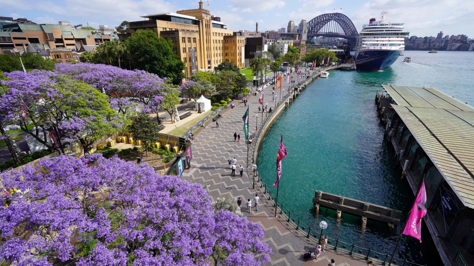 Sắc hoa phượng tím tràn ngập đường phố Sydney, Australia