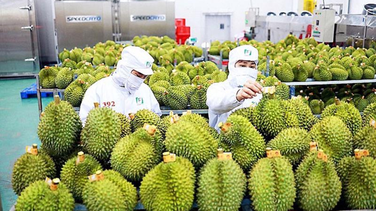 Fruit and vegetable exports likely to fetch US$7 billion this year