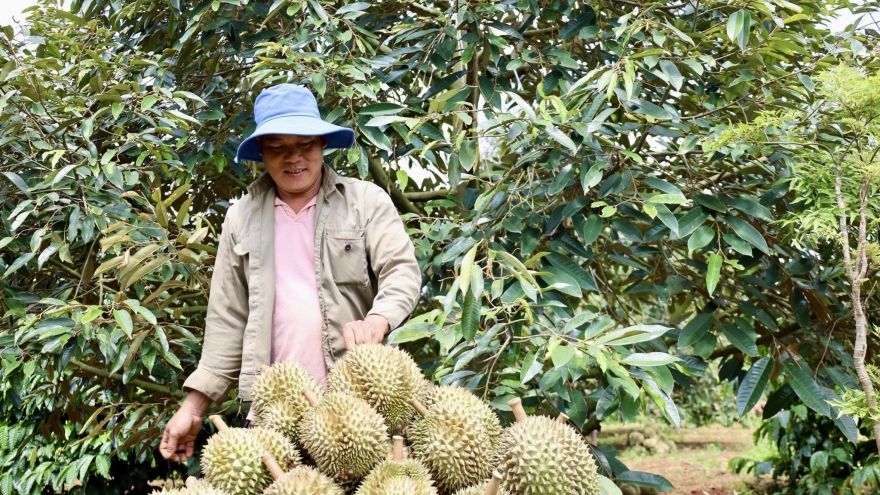 Một huyện ở Đắk Lắk dự kiến thu hàng ngàn tỷ đồng từ sầu riêng