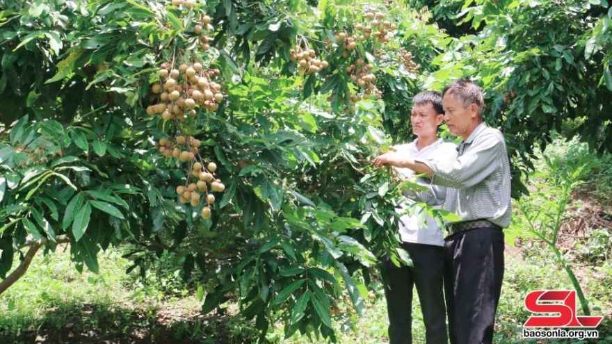 Nhân rộng các mô hình kinh tế hiệu quả ở Sơn La