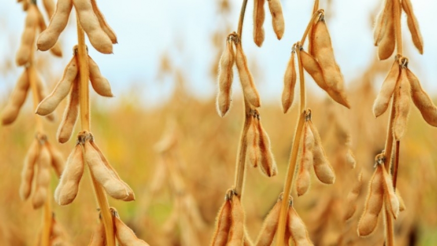 Brazil represents largest soybean suppliers to Vietnam