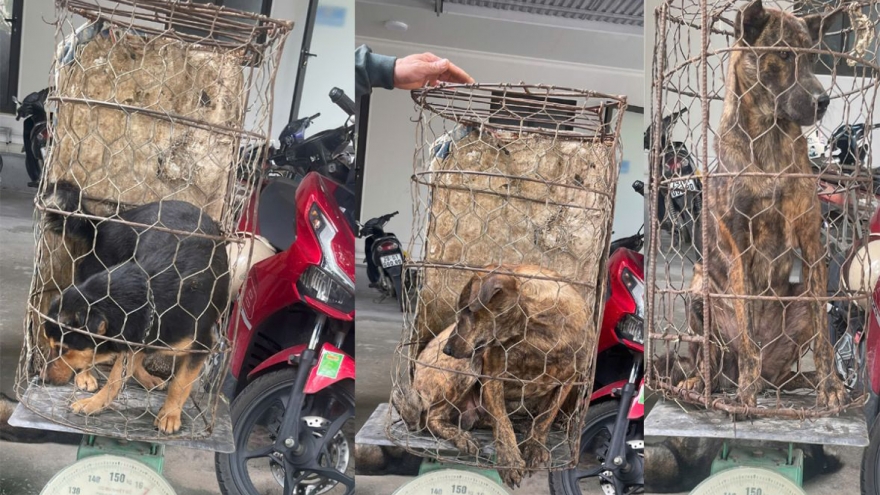 Nóng 24h: Bắt giữ nhóm đối tượng một tháng trộm hơn 100 con chó