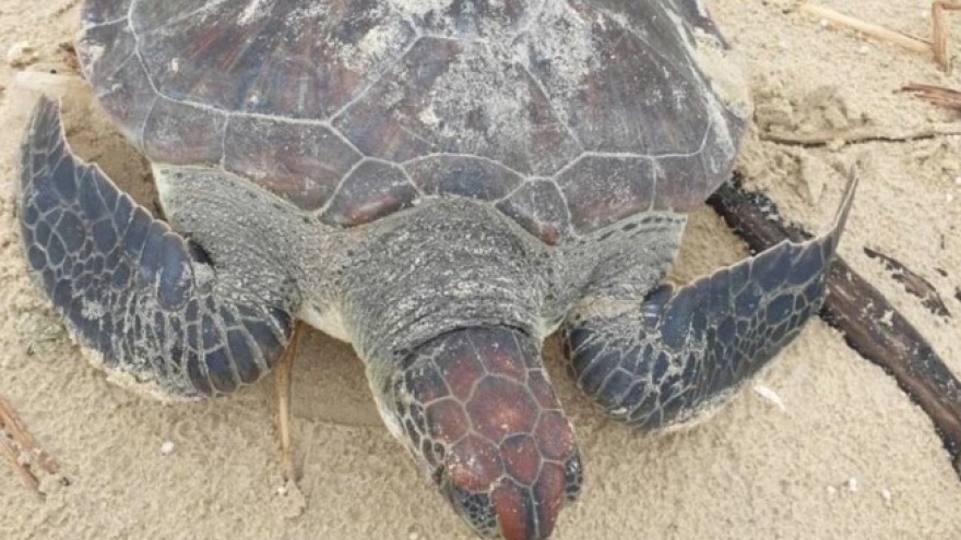 Rare green sea turtle released in Quang Tri